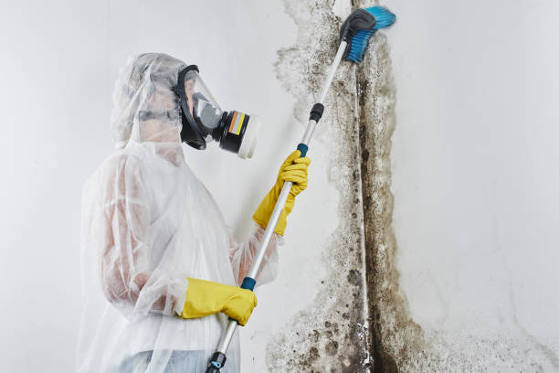 Best Mold Damage Repair  in Parole, MD