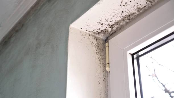 Best Office Mold Removal Services  in Parole, MD