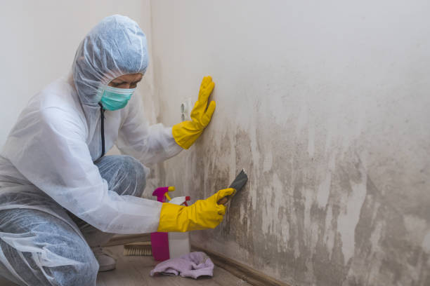 Best Certified Mold Removal  in Parole, MD