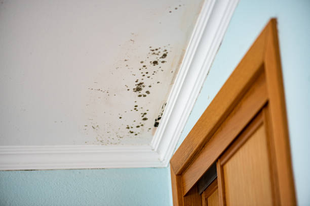 Best Mold Cleaning Services  in Parole, MD