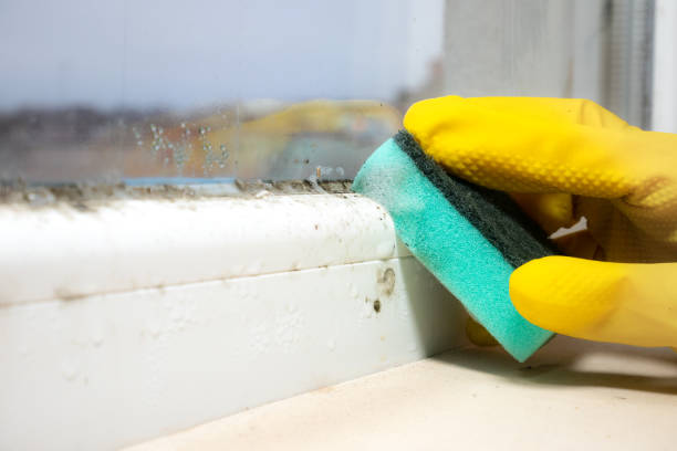 Attic Mold Removal in Parole, MD