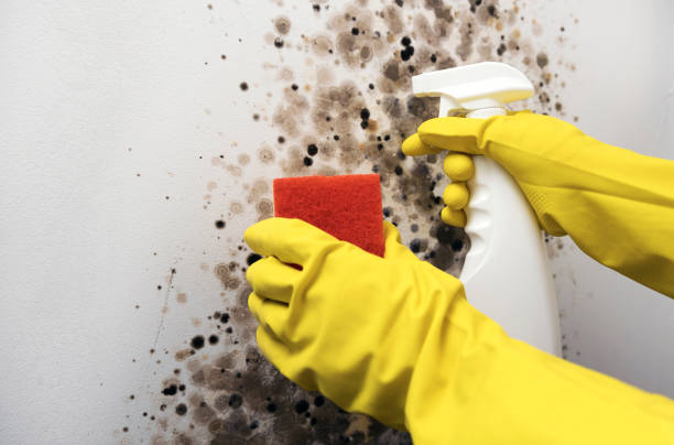 Trusted Parole, MD Mold Removal Experts